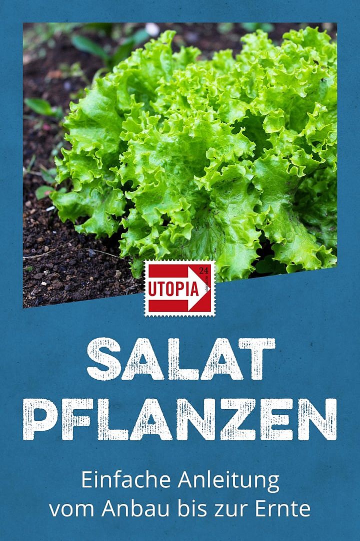 Salat Pflanzen Einfache Anleitung Vom Anbau Bis Zur Ernte Utopia De