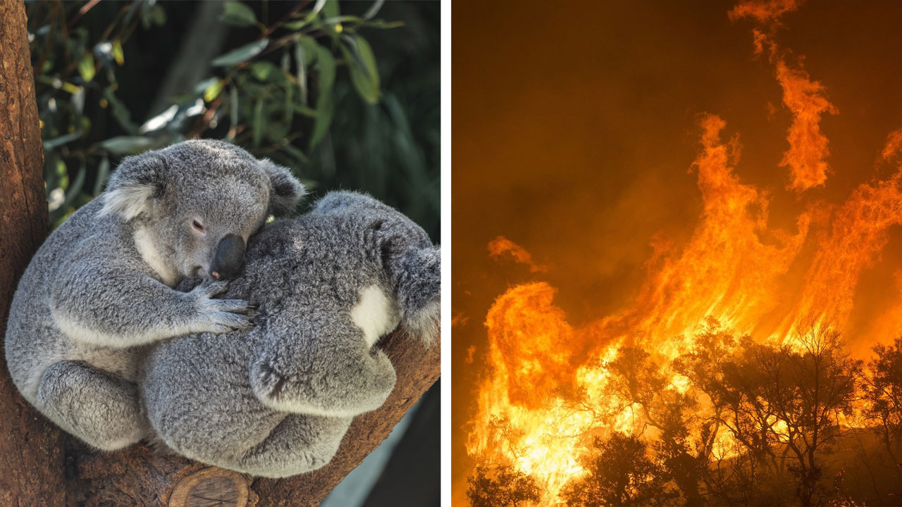 Wegen Feuer in Australien Baby Koalas Kängurus und 10 000 Kamele