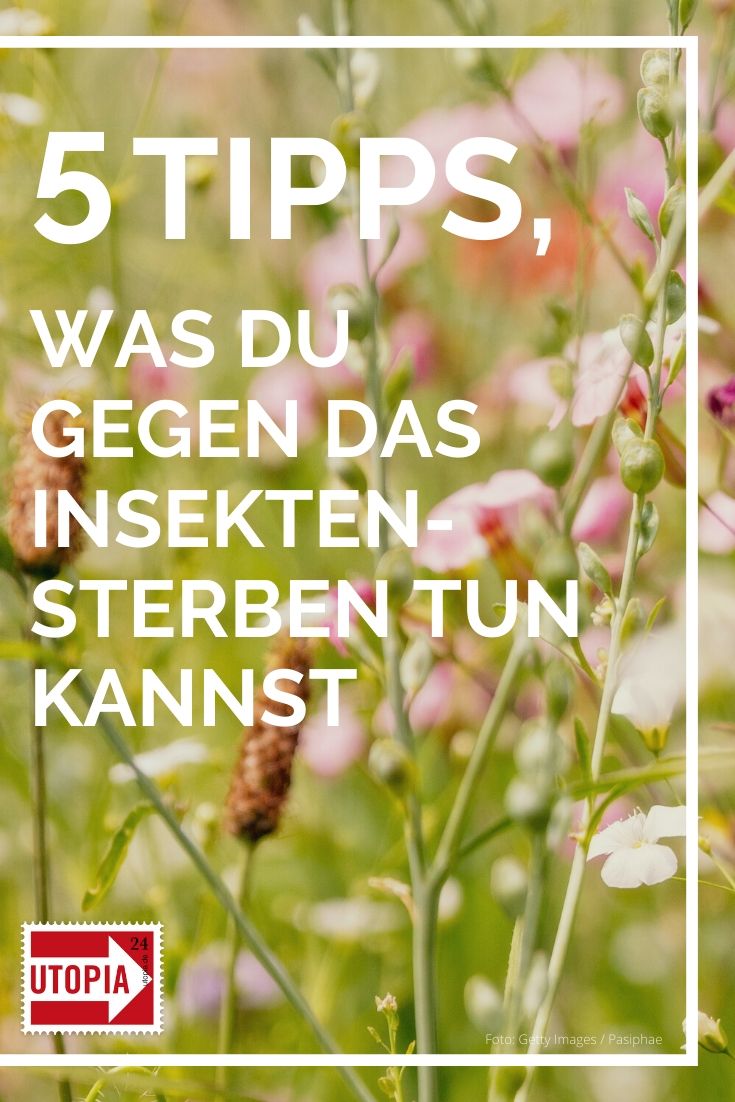 Insektensterben Verhindern Tipps Was Du Tun Kannst Utopia De