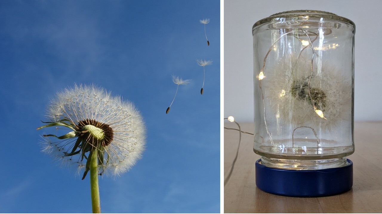 Pusteblume Haltbar Machen So Geht S Utopia De