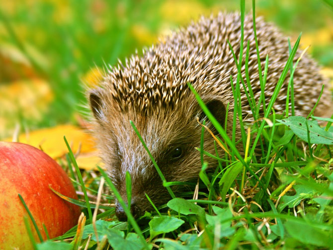 Naturgarten Biogarten Tipps: Unterschlupf aufhäufen