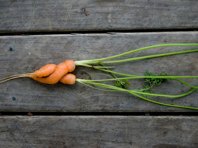 Gegen Lebensmittelverschwendung: Hässliches Gemüse kaufen