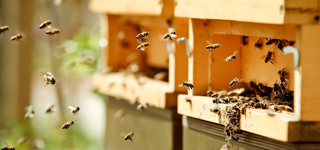 Gegen das Bienensterben: Die hemischen Hobbyimker tragen viel zum Erhalt der Honigbienen bei.