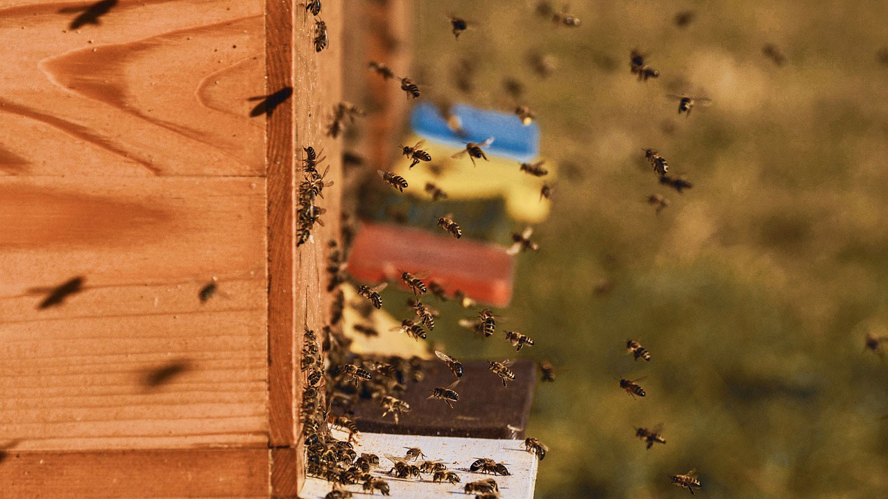 Imkern Lernen Fur Anfanger So Wirst Du Zum Bienenretter Utopia De