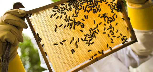 Imkern für Anfänger: Honig selber machen