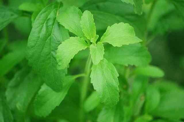 Stevia-Pflanzen als veganer Honig, Honigalternative