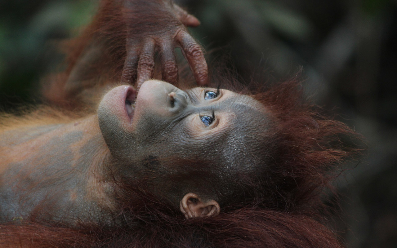 Palmöl zerstört Regenwald – die Heimat von Orang-Utans