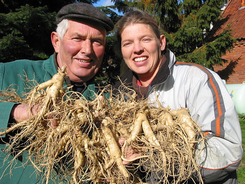 Ginseng wird inzwischen auch in Deutschland angebaut: hier die Ernte in der FloraFarm, Walsrode.