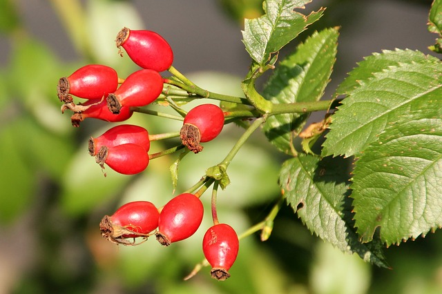 Heimisches Vitamin-C-Superfood: Hagebutten
