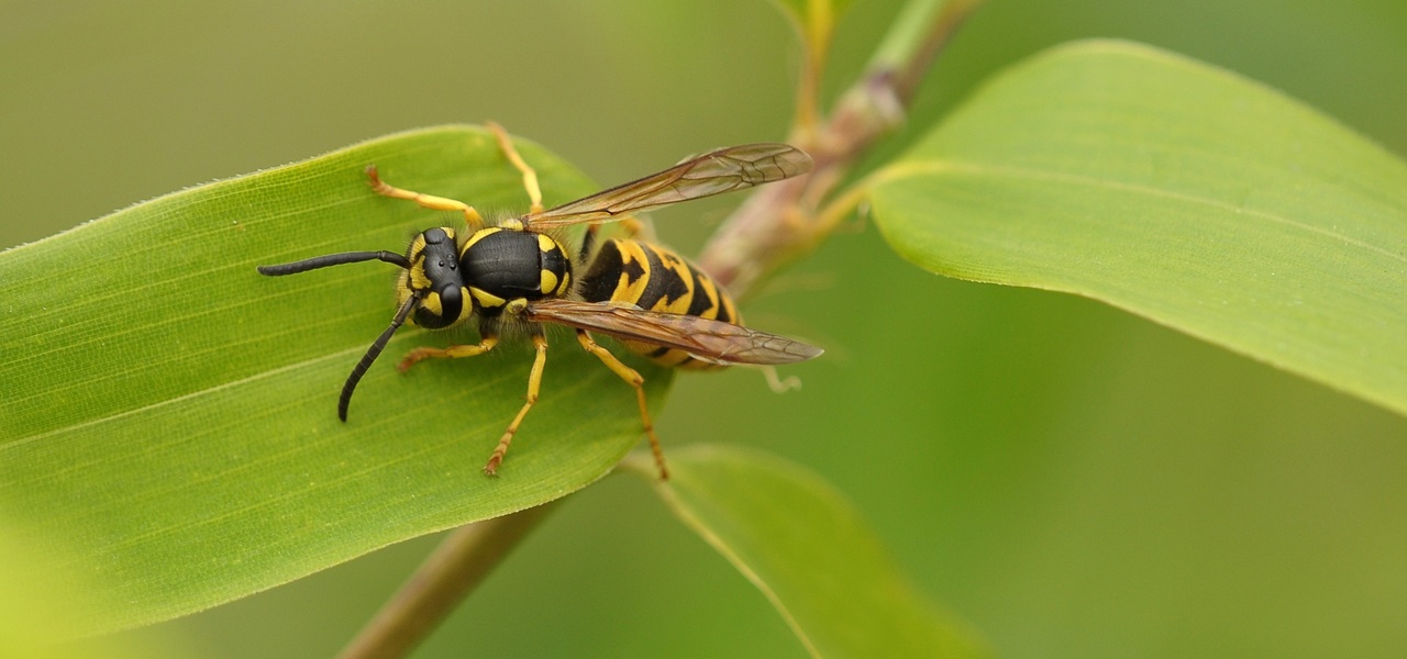Insekten vertreiben Mittel gegen M 252 cken Wespen und Co Utopia de