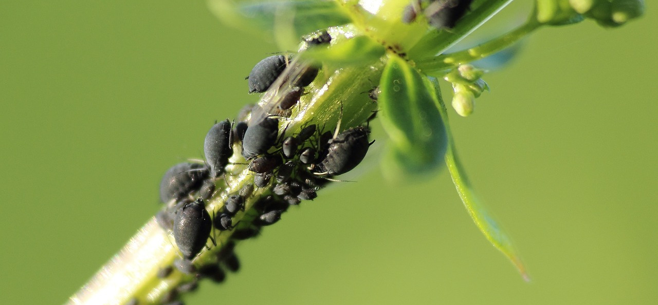 Pflanzen gegen Insekten: Ungeziefer einfach loswerden 