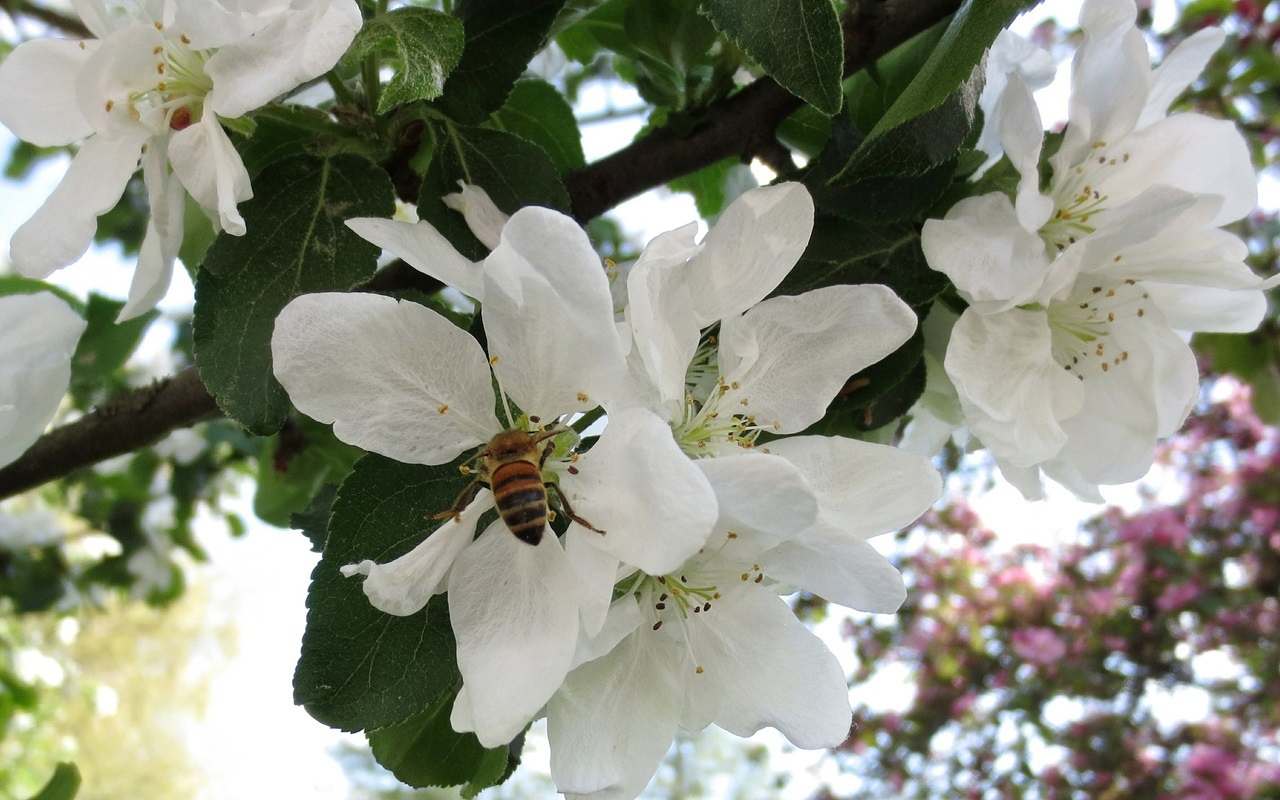 Bienen lieben Apfelbäume.
