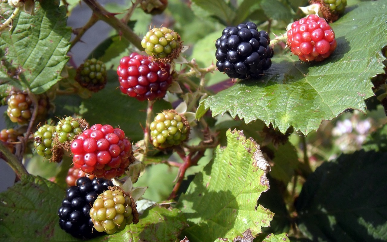 Brombeeren versorgen Bienen im Frühling.