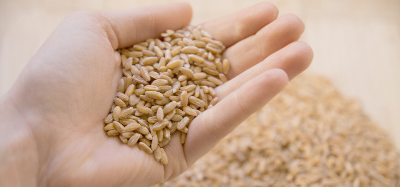 Dinkel und Grünkern: heimisch, gesund und gut für die Umwelt - Utopia.de