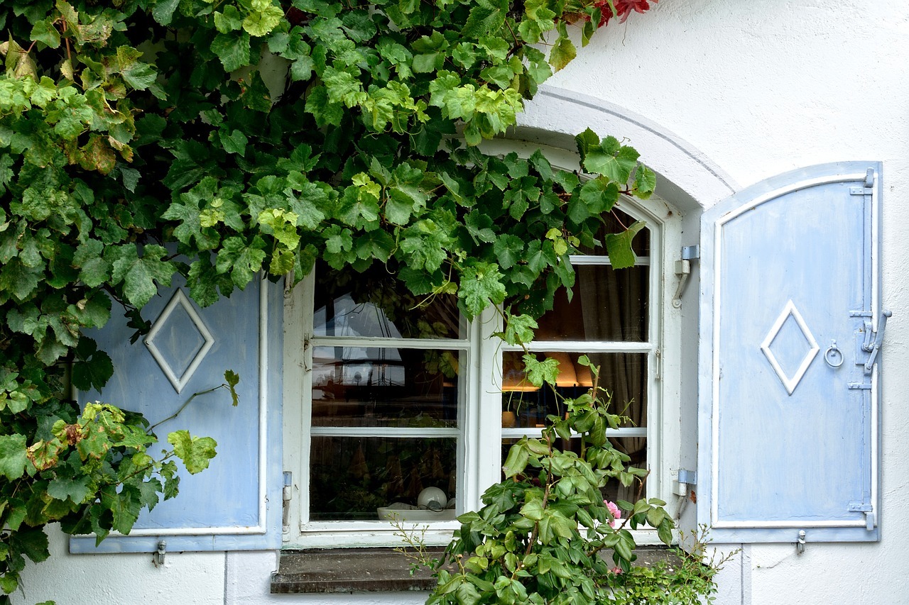Wilder Wein ziert nicht nur Spaliere und Hauswände, sondern versorgt auch Bienen mit Nektar und Pollen.