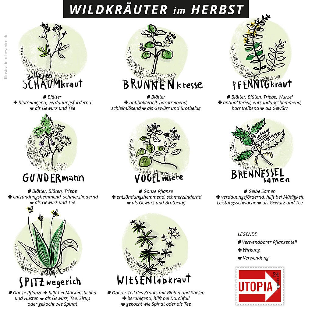 50+ Pflanzen namen mit bild , 8 Wildkräuter, die du auch im Herbst noch bestimmen und sammeln kannst