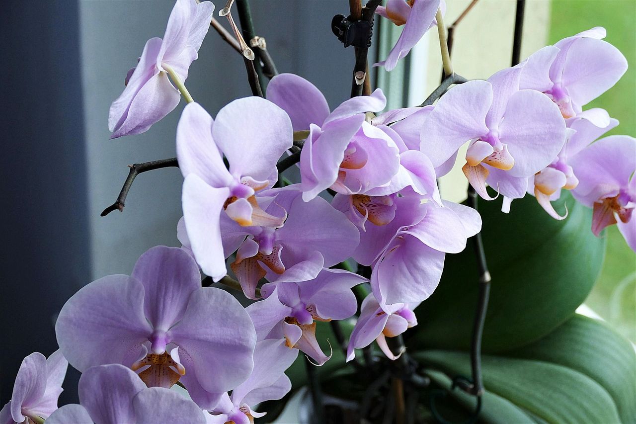 Orchideen pflegen Standort, Schneiden und Gießen Utopia.de