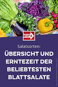 Salatsorten Ubersicht Und Erntezeit Der Beliebtesten Blattsalate Utopia De