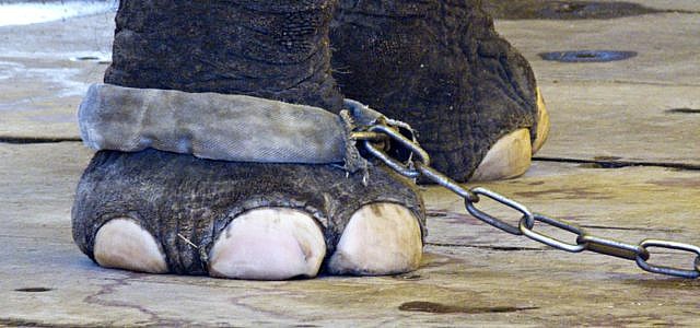 Zirkus Tiere Verbot Italien Irland