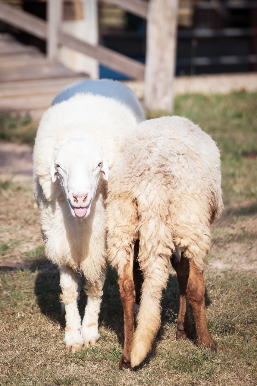 Nachhaltige Wolle von Schaf und Co: Das musst du wissen 