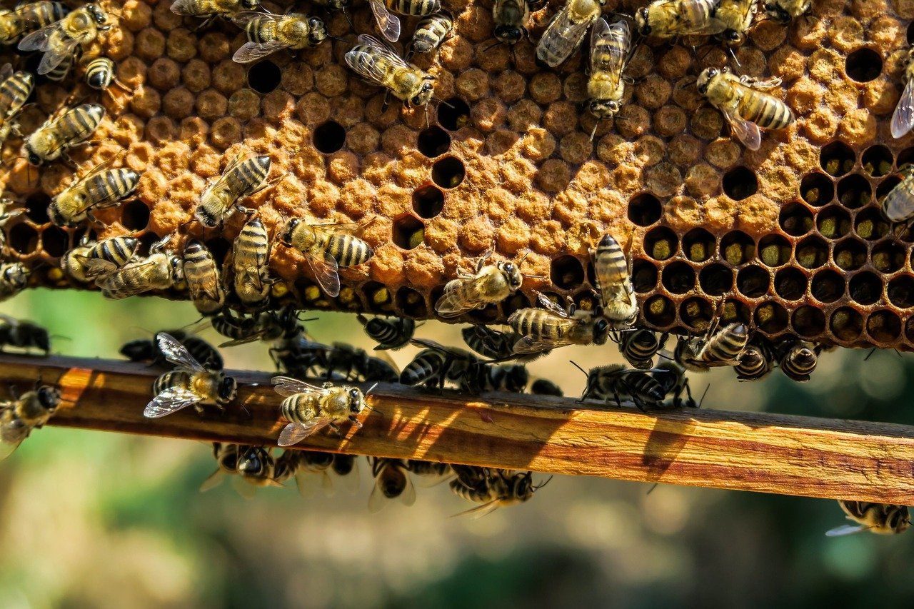 Bienenvolk an verschlossenen Wachswaben.