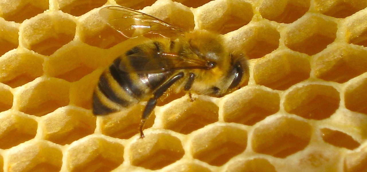 Die Erde, in der wir leben und der Raum, der die Welt ist - Seite 49 Bienenwachs-biene-bienenwabe-cc0-public-domain-pixabay-womby-171212