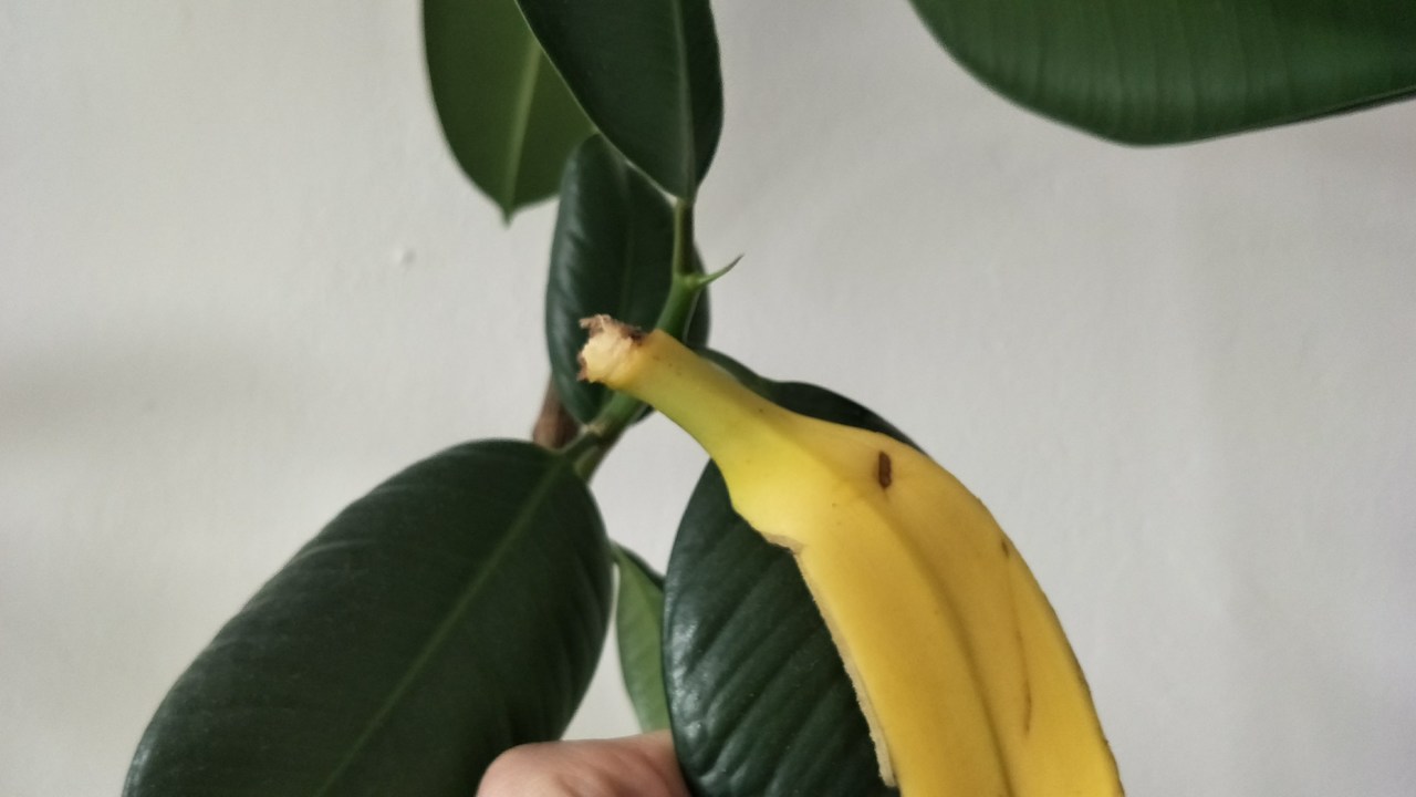 Bananenschalen Nicht Wegwerfen Dafur Kannst Du Sie Noch Verwenden Utopia De