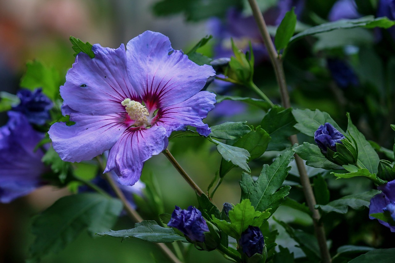 Hibiskus pflanzen, schneiden, pflegen und überwintern Worauf du achten