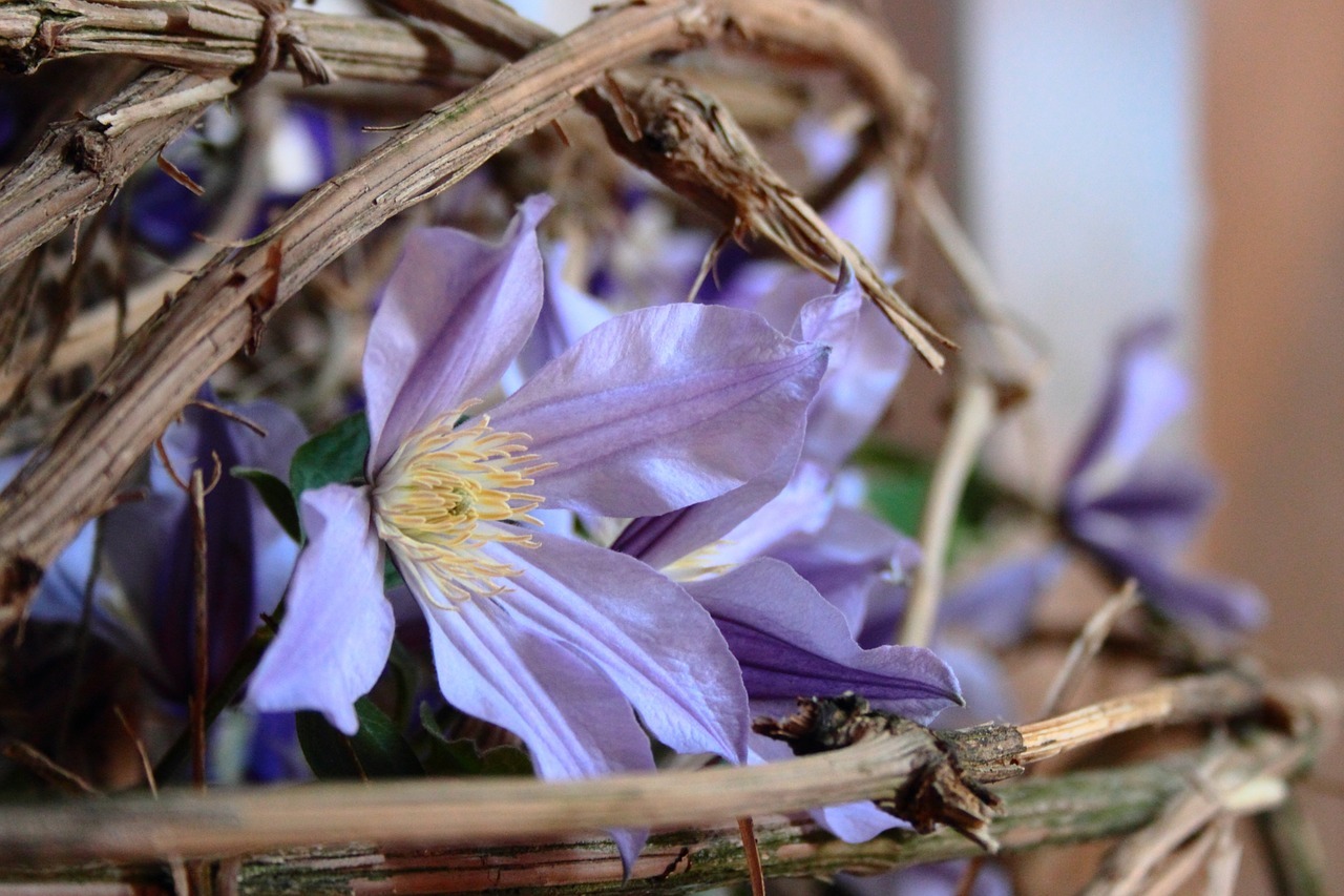 Clematis Pflanzen Und Schneiden Tipps Fur Die Richtige Plege Utopia De