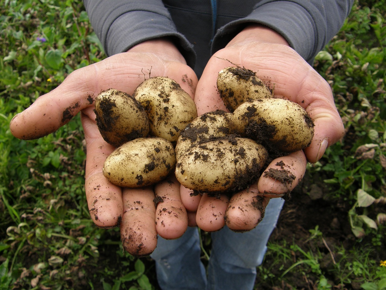 Kartoffeln kochen - Salz- & Pellkartoffeln: Wissenswertes zu Dauer und