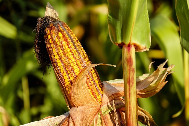 Ausgangsprodukt für Erythrit ist häufig Mais