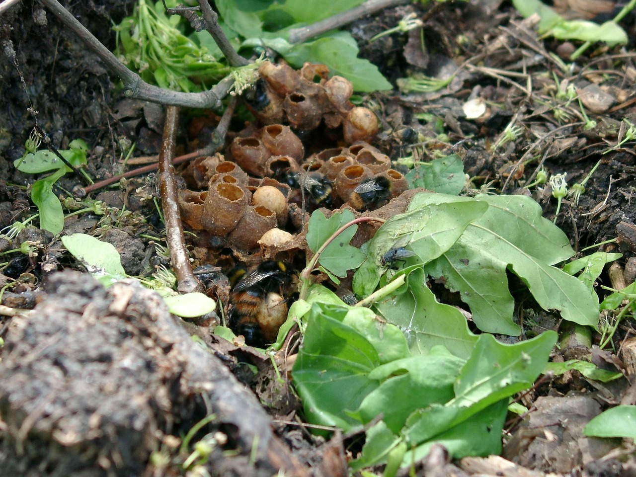 Hummelnest im Garten Warum du es nicht einfach entfernen