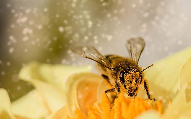 Bienenweide Diese 11 Pflanzen Fur Garten Oder Balkon Helfen Den Bienen