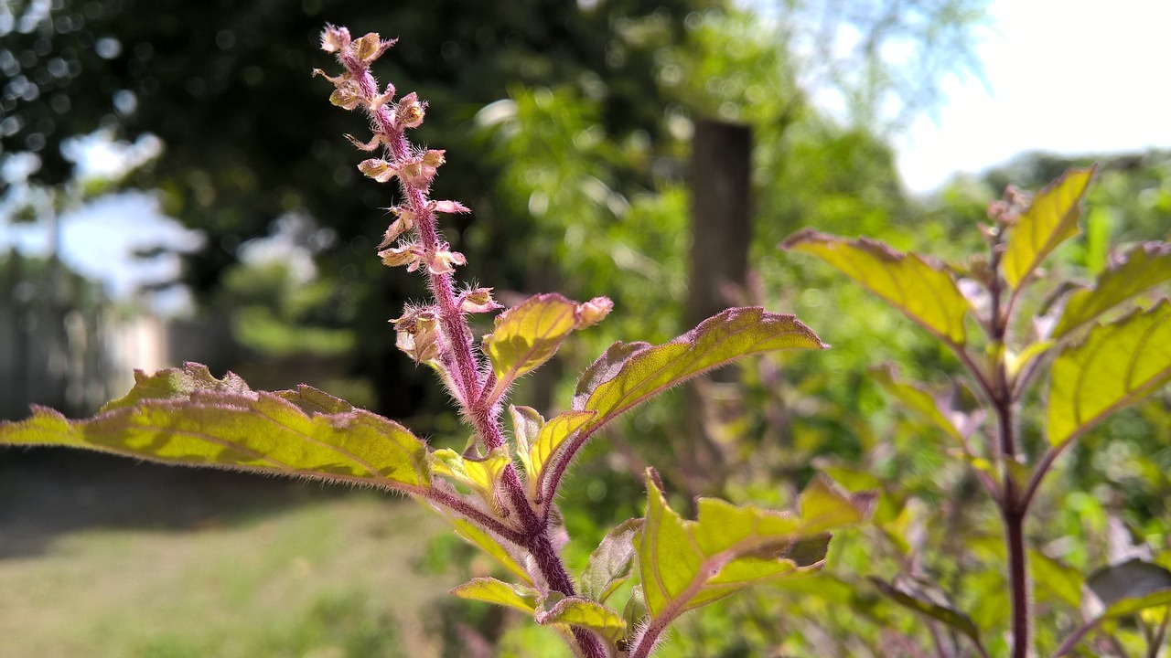 Ernte im Herbst Tulsi-Samen für das nächste Frühjahr.