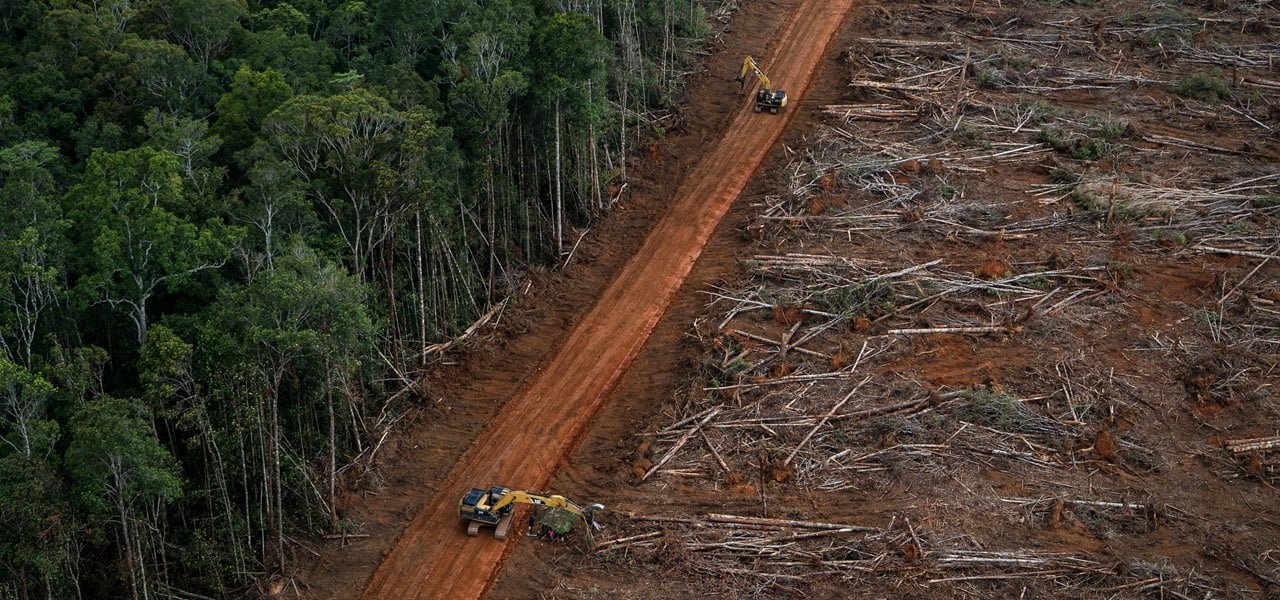 Erschutterndes Video Hier Wird Regenwald Vernichtet Fur Nestle Unilever Und Co Utopia De