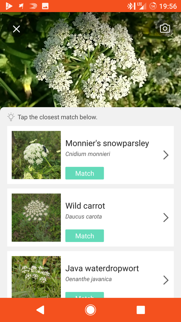 Pflanzen-Bestimmung mit der Android-App PictureThis