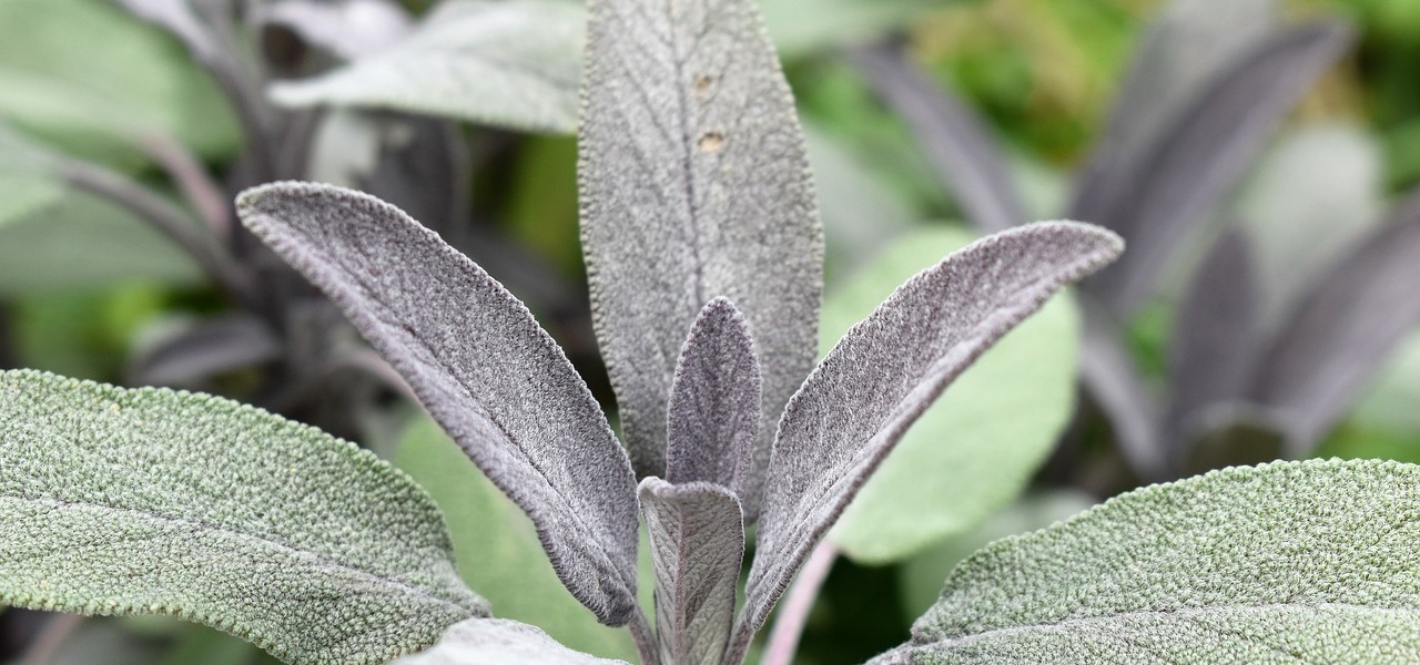 Salbei Anpflanzen Und Pflegen Im Garten Oder Im Topf Utopia De