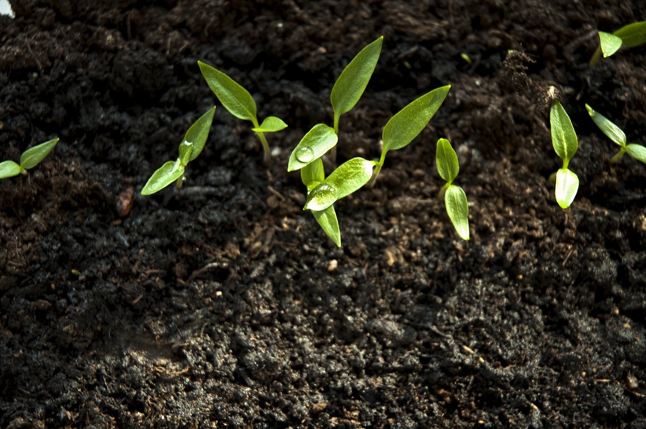 40+ Rasch Durch Den Garten Terra Preta, Gemeinsam mit gartenbauer