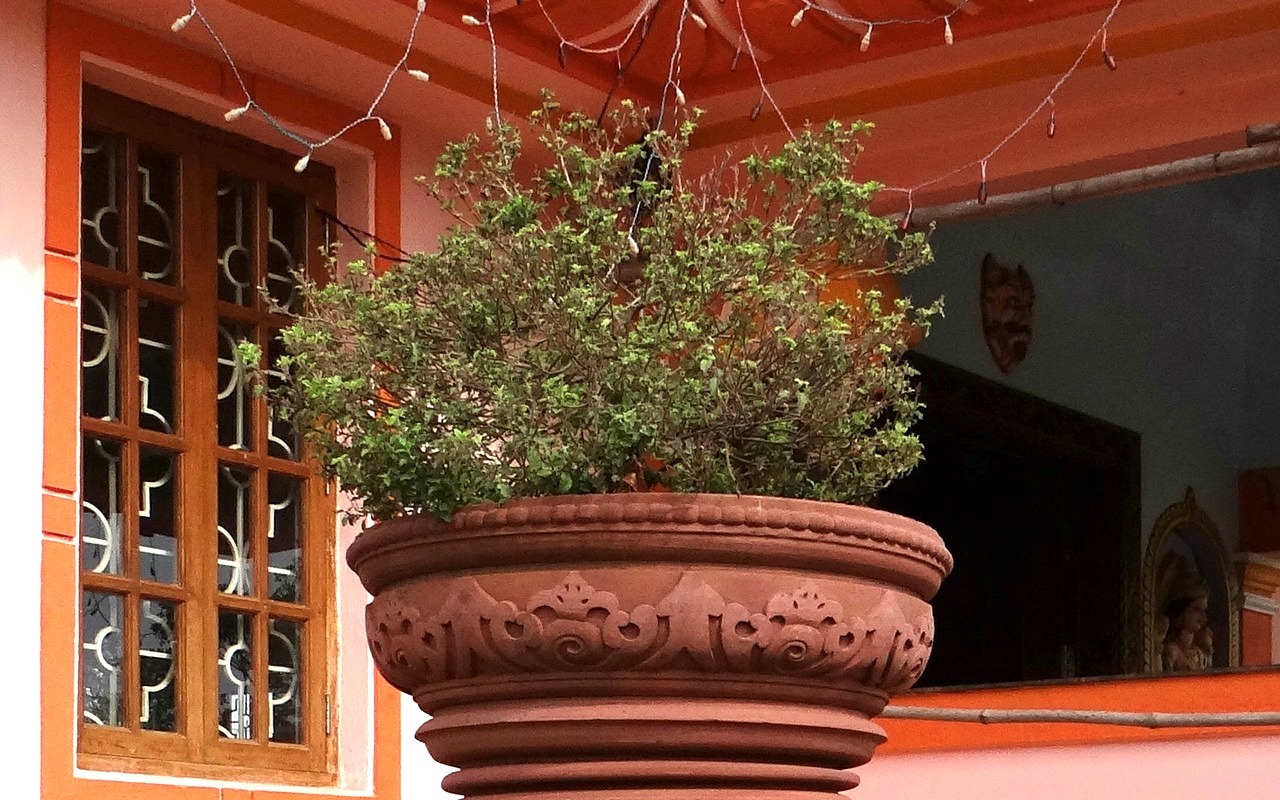 Tulsi hat in Indien eine besondere Bedeutung und gilt sogar als heilige Pflanze.
