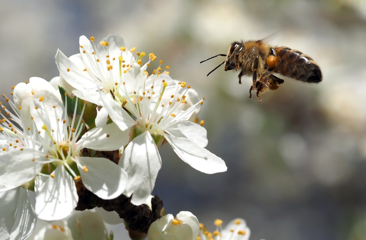 Bienen als natürliche Bestäuber