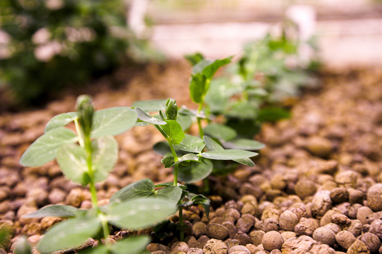 Hydroponics: How To Make Your Plants Thrive