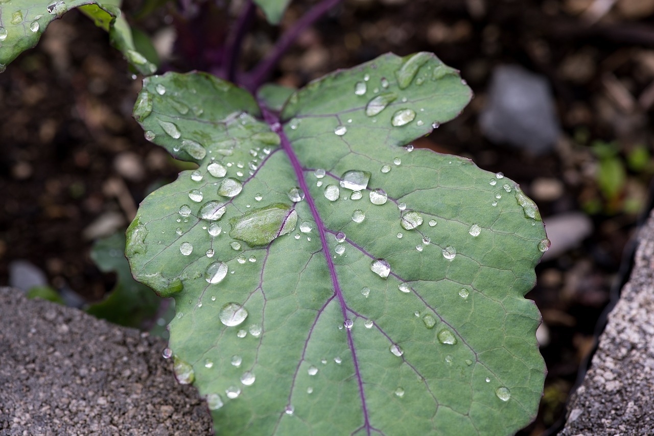 Die Kohlrabiblätter sind besonders nährstoffreich.