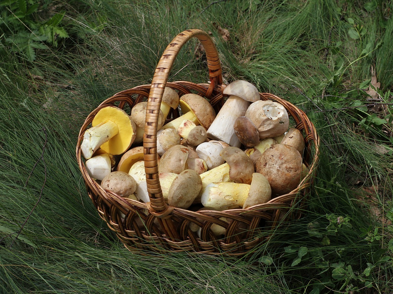 Steinpilze zubereiten Richtig putzen und braten Utopia.de