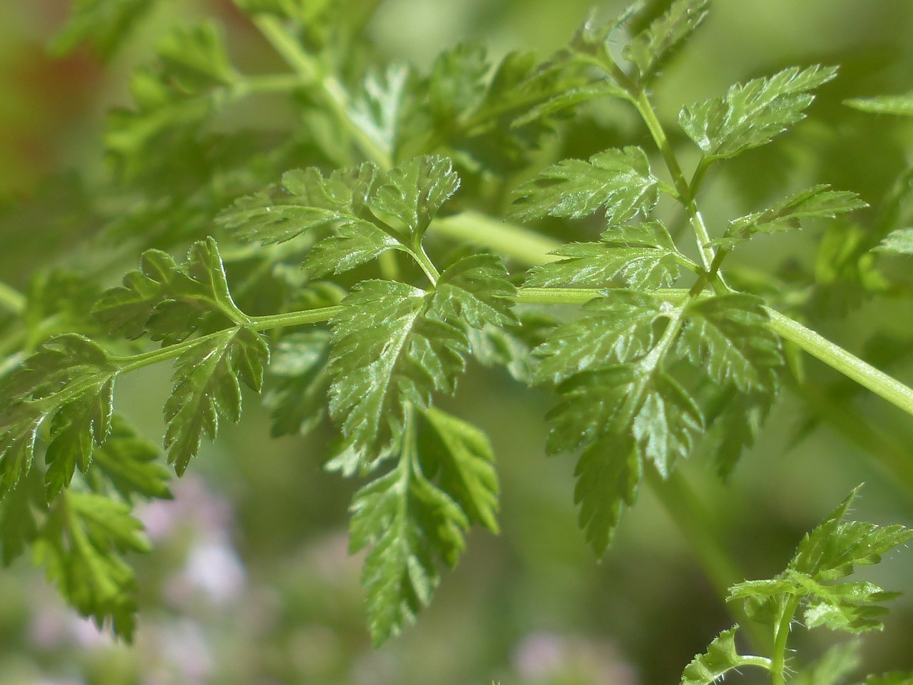 Frischer Kerbel sorgt in der Suppe für ein feines Kräuteraroma.