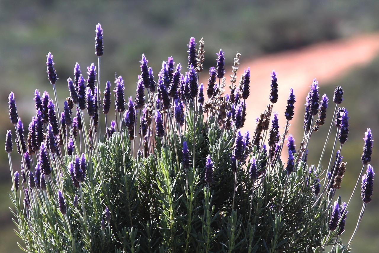 Lavendel Schneiden Der Beste Zeitpunkt Utopia De