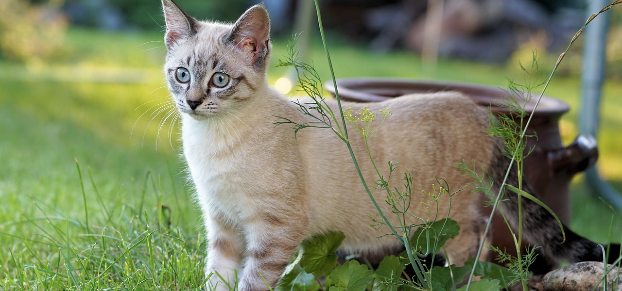 Katze Vertreiben Mit Diesen Sanften Methoden Wird Dein Garten Katzenfrei Utopia De