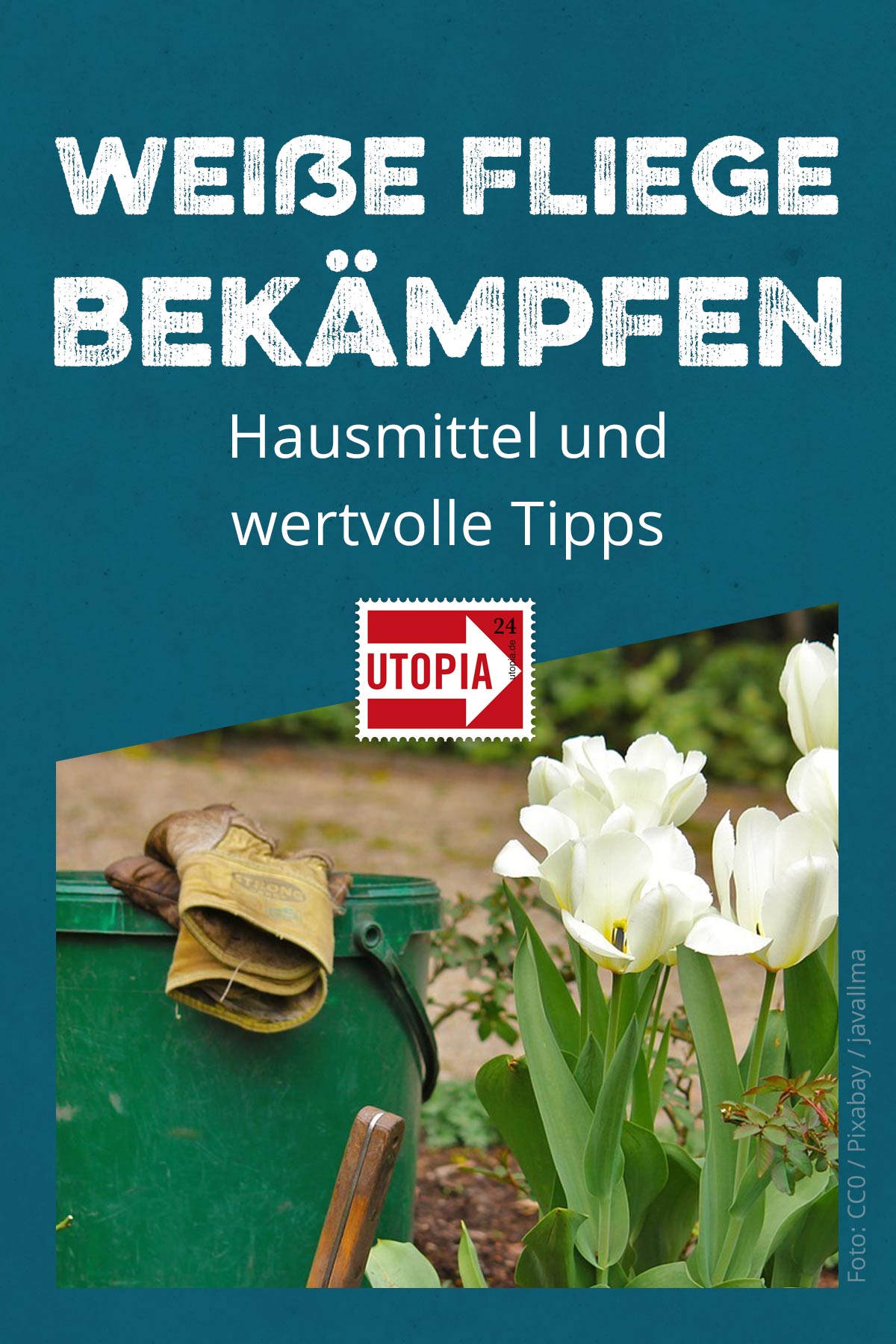 Weiße Fliege bekämpfen Hausmittel und wertvolle Tipps Utopia.de