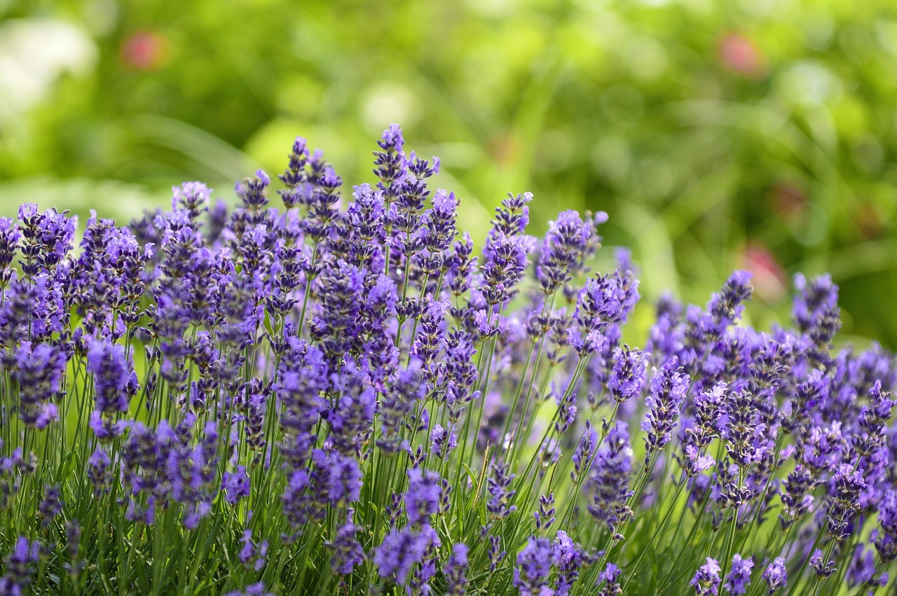 Lavendel Schneiden Der Beste Zeitpunkt Utopia De