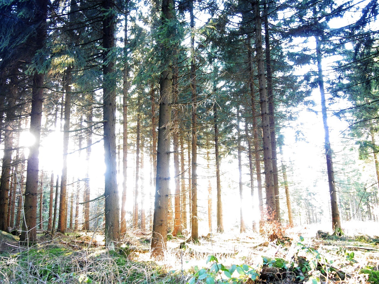 Aktivurlaub: Wandern im Naturreservat Šumava