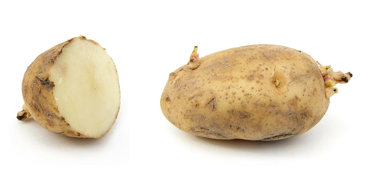 Ab Wann Darf Man Kartoffeln Nicht Mehr Essen